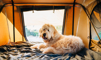 2 Easy Hacks To Get Your Dog In/Out of Roof Top Tents